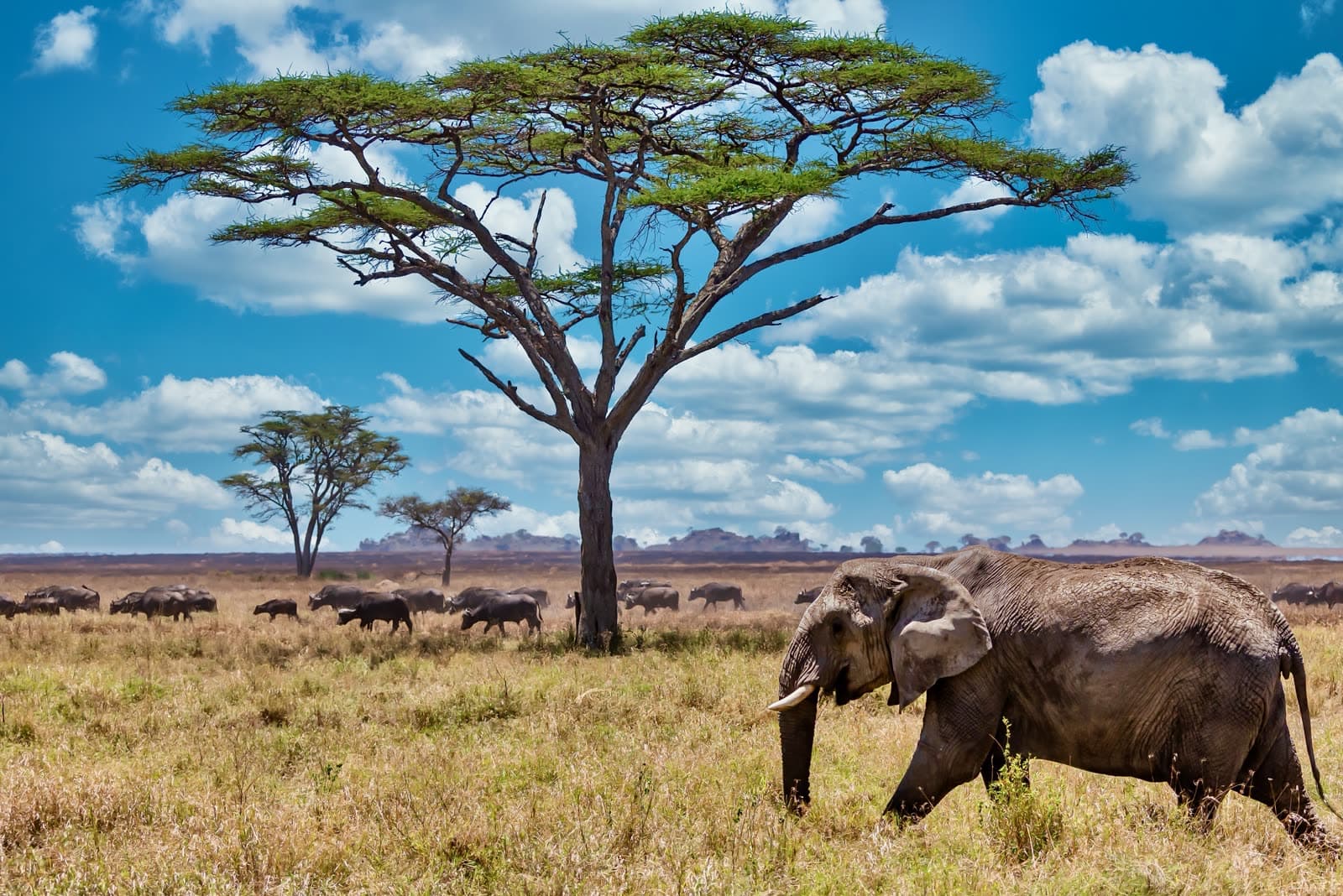 An elephant and buffalo herd in the savannah