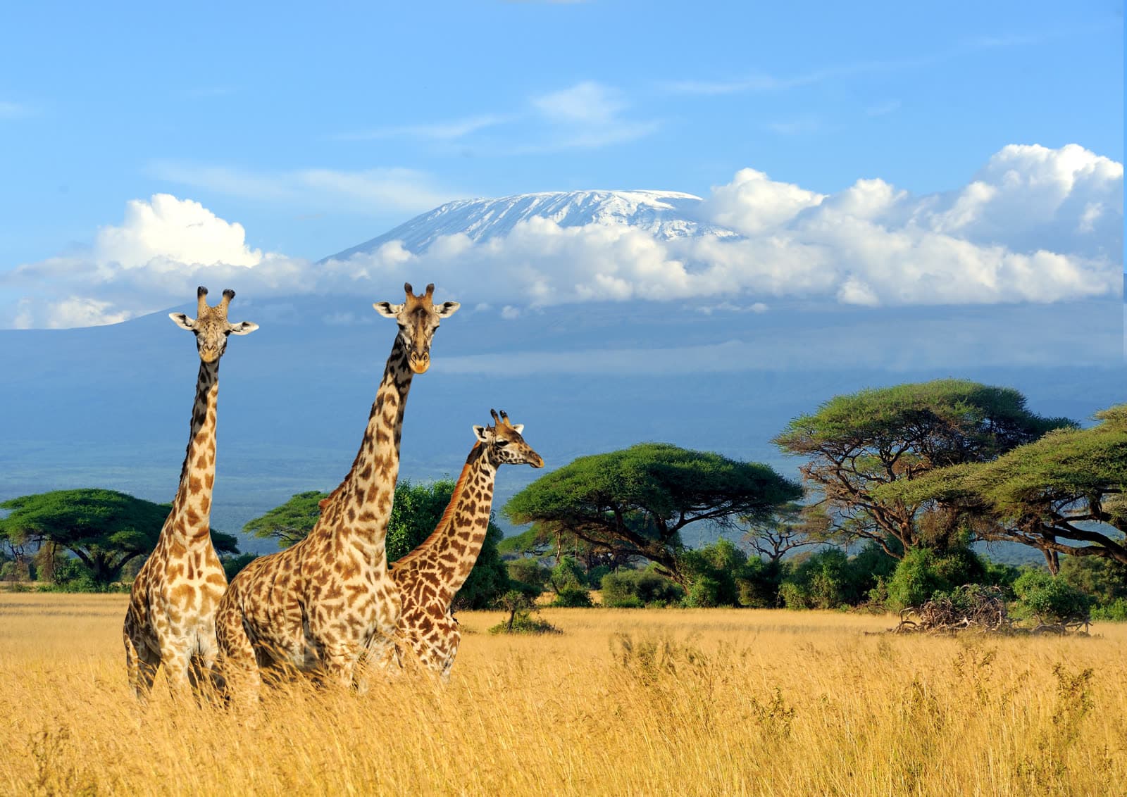Giraffe on the plains with Kilimanjaro behind them