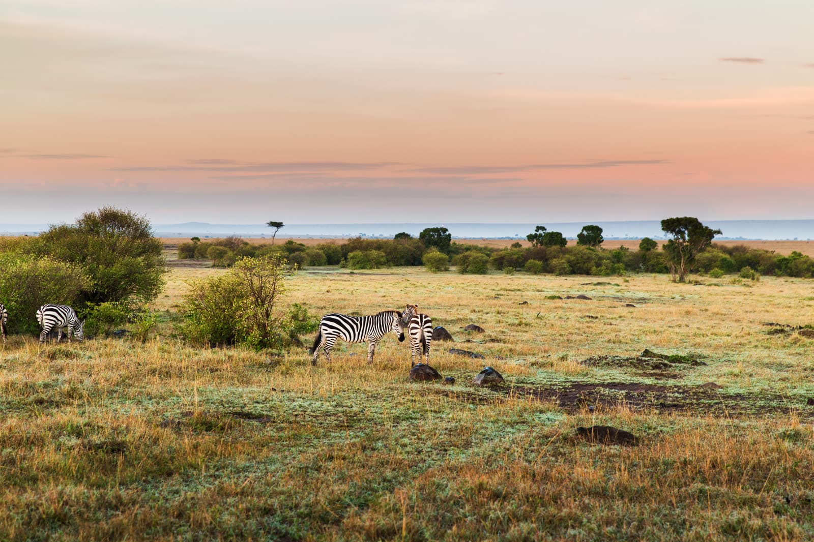 Zebras grazing in the savannah at sunrise